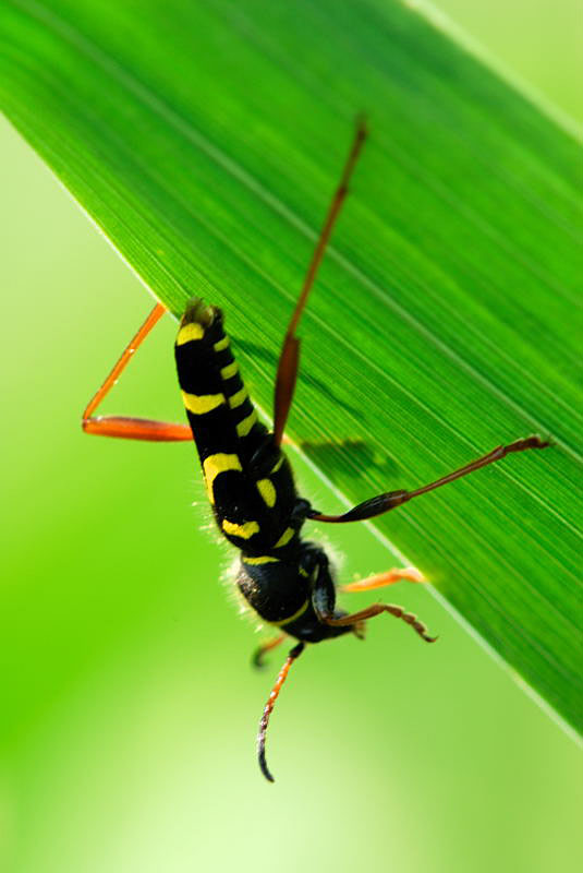 Coleottero Cerambicide:Clytus arietis